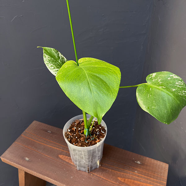 モンステラ：ホワイトモンスター　4号鉢テルノソイル植え25-01