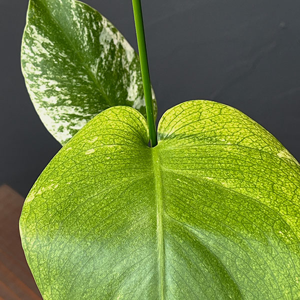 モンステラ：ホワイトモンスター　4号鉢テルノソイル植え25-01