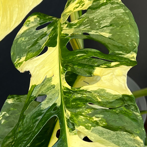 マドカズラ：斑入り　5号鉢植え（テルノソイル）25-01