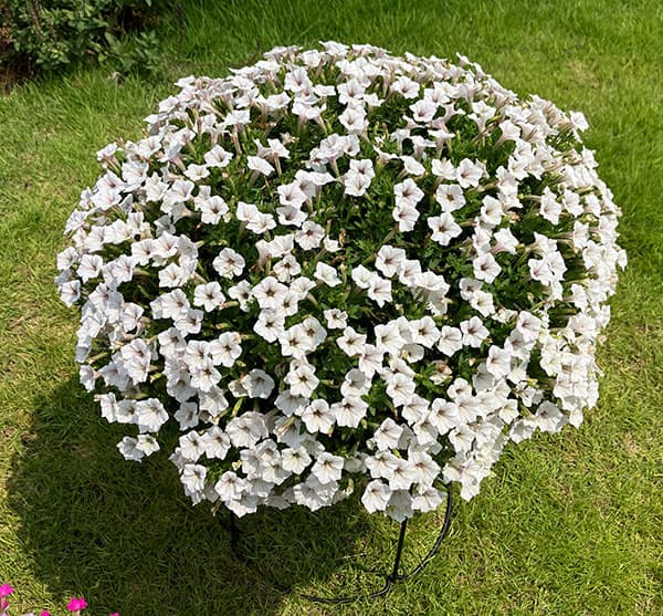 ペチュニア：サフィニア(R)プチひつじもこもこ3.5号ポット