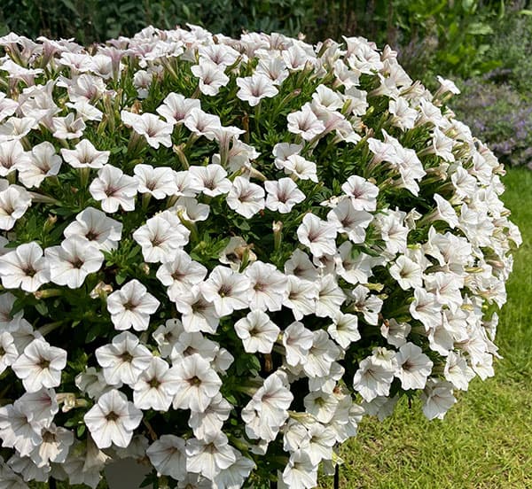 ペチュニア：サフィニア(R)プチひつじもこもこ3.5号ポット