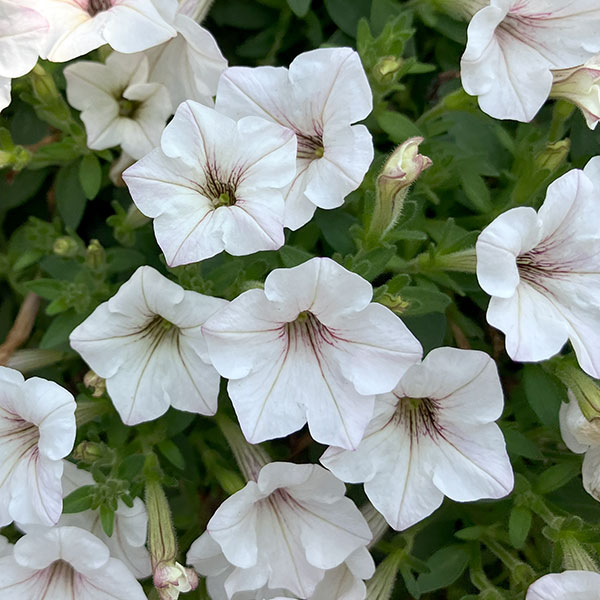 ペチュニア：サフィニア(R)プチひつじもこもこ3.5号ポット