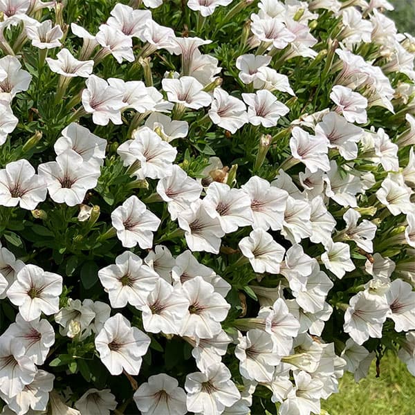 ペチュニア：サフィニア(R)プチひつじもこもこ3.5号ポット