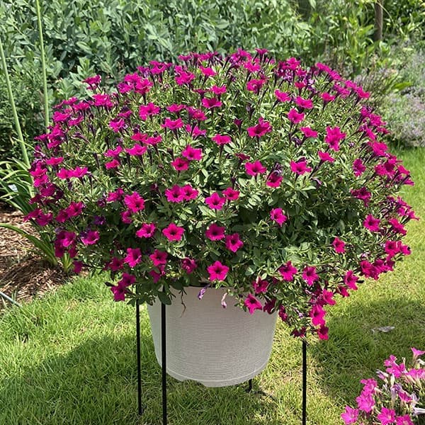 ペチュニア：サフィニア(R)プチあずきもこもこ3.5号ポット