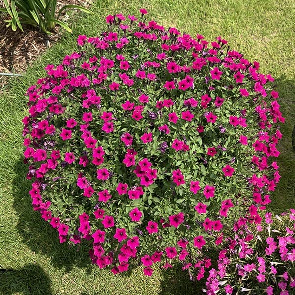 ペチュニア：サフィニア(R)プチあずきもこもこ3.5号ポット