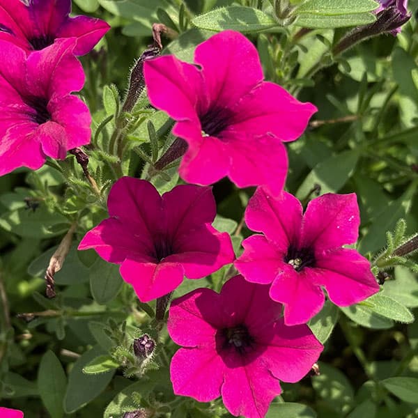 ペチュニア：サフィニア(R)プチあずきもこもこ3.5号ポット