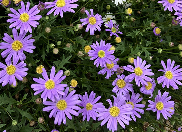 [26年3月中下旬予約]ブラキカム：星空マム　ブルー3号ポット(R)