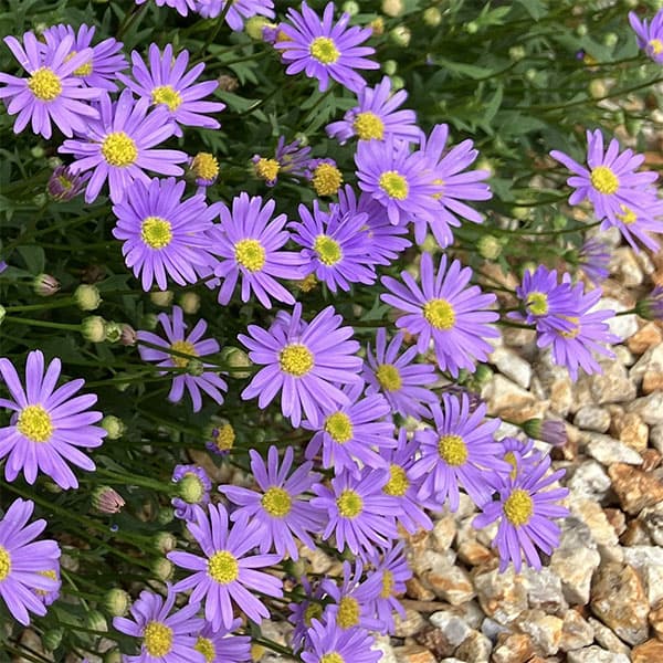 [26年3月中下旬予約]ブラキカム：星空マム　ブルー3号ポット(R)