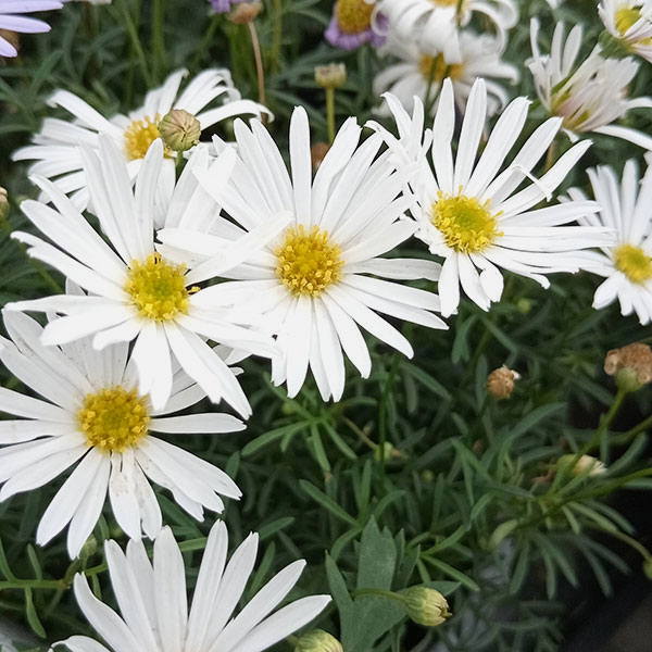 [26年3月中下旬予約]ブラキカム：星空マム　ホワイト3号ポット(R)