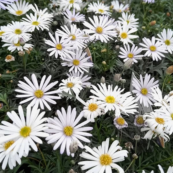 [26年3月中下旬予約]ブラキカム：星空マム　ホワイト3号ポット(R)