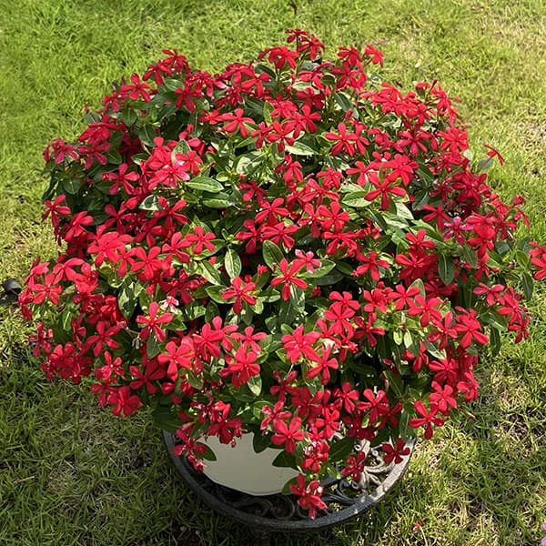 ニチニチソウ:フェアリースターレッド号ポット(R)