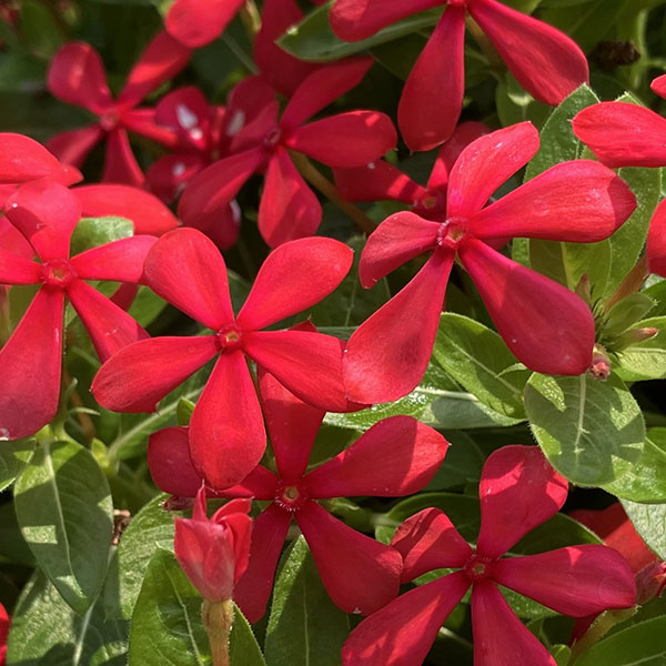 ニチニチソウ:フェアリースターレッド号ポット(R)