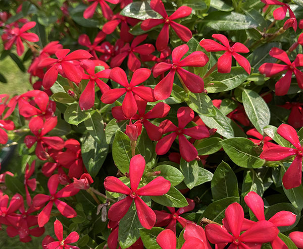 ニチニチソウ:フェアリースターレッド号ポット(R)