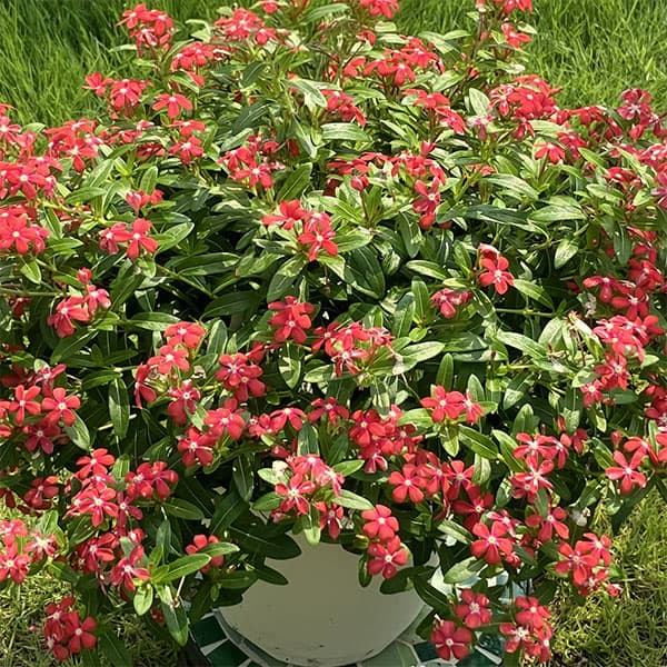 ニチニチソウ:フェアリースターコーラルオレンジ3号ポット(R)