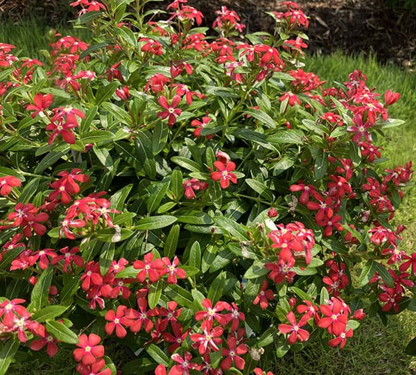 ニチニチソウ:フェアリースターコーラルオレンジ3号ポット(R)