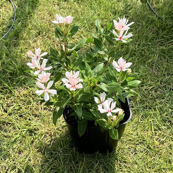 ニチニチソウ:キャンディスパークル パールホワイト3号ポット(R)