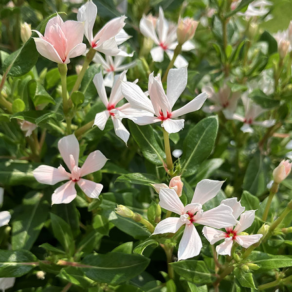 ニチニチソウ:キャンディスパークル パールホワイト3号ポット(R)