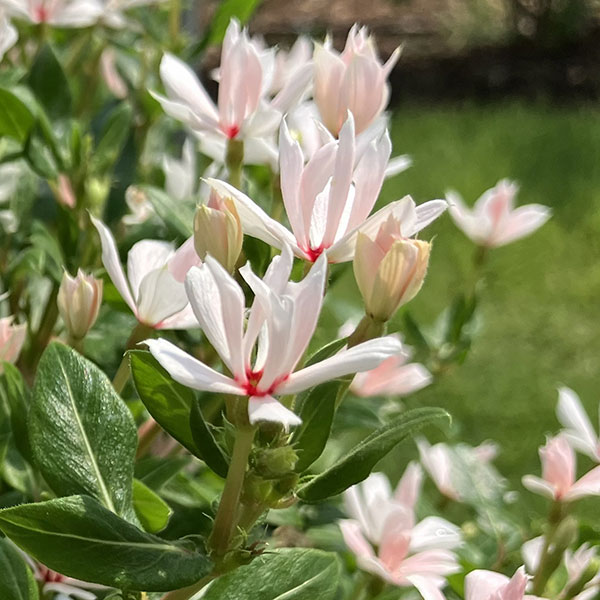 ニチニチソウ:キャンディスパークル パールホワイト3号ポット(R)