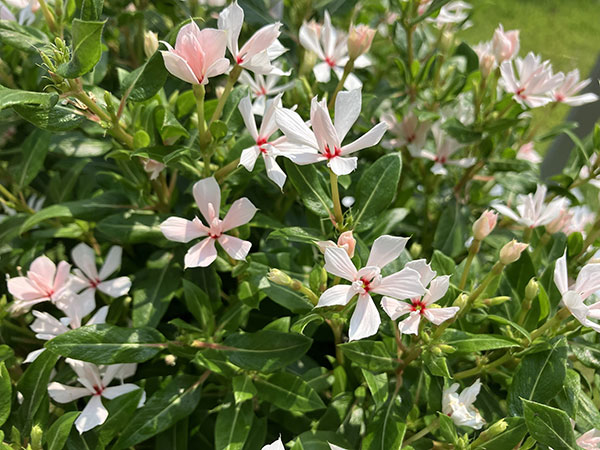 ニチニチソウ:キャンディスパークル パールホワイト3号ポット(R)