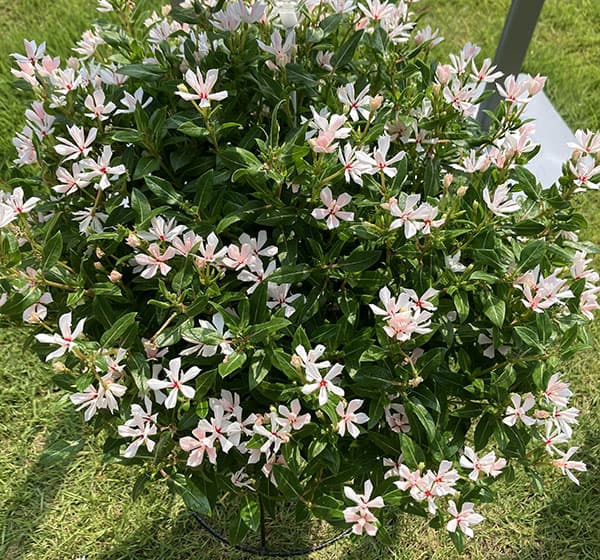 ニチニチソウ:キャンディスパークル パールホワイト3号ポット(R)