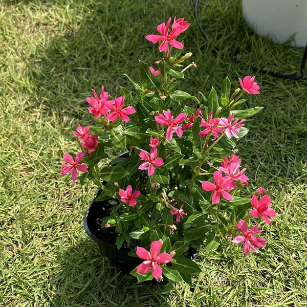 ニチニチソウ:キャンディスパークル ローズピンク3号ポット(R)