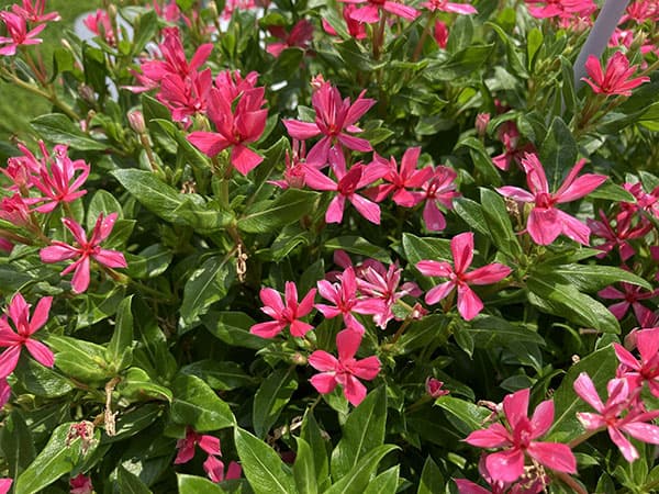 ニチニチソウ:キャンディスパークル ローズピンク3号ポット(R)