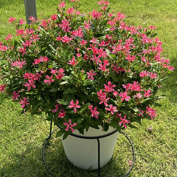 ニチニチソウ:キャンディスパークル ローズピンク3号ポット(R)