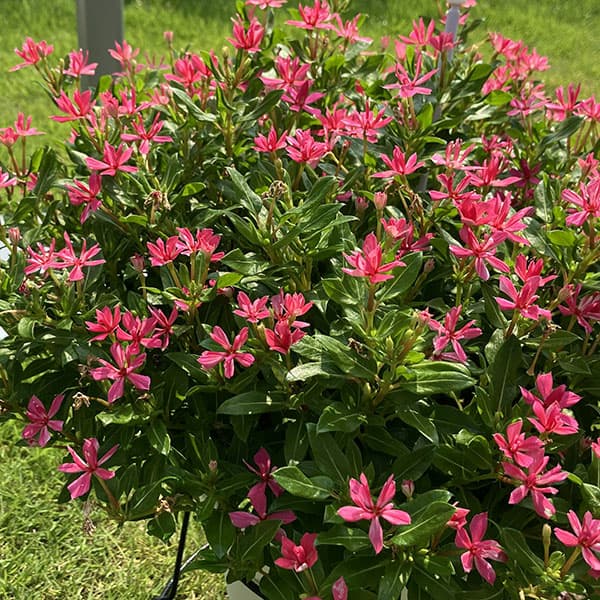 ニチニチソウ:キャンディスパークル ローズピンク3号ポット(R)