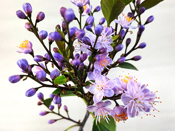 ハイノキ(灰の木）：アオバナハイノキ藍（あい）3.5号ポット