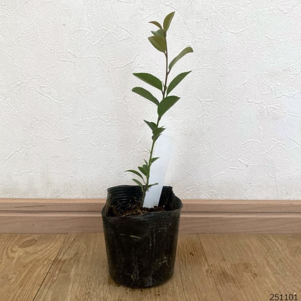 ハイノキ(灰の木）：アオバナハイノキ藍（あい）3.5号ポット