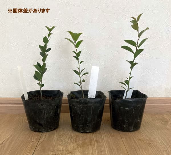 ハイノキ(灰の木）：アオバナハイノキ藍（あい）3.5号ポット