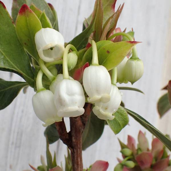 ホンコンドウダンツツジ：白花3.5号ポット