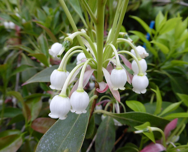 ホンコンドウダンツツジ：白花3.5号ポット