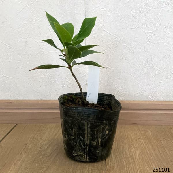 ホンコンドウダンツツジ：白花3.5号ポット