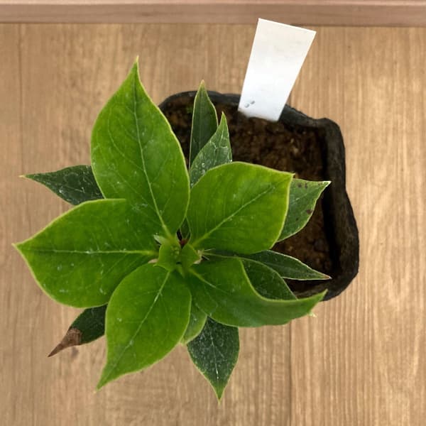 ホンコンドウダンツツジ：白花3.5号ポット