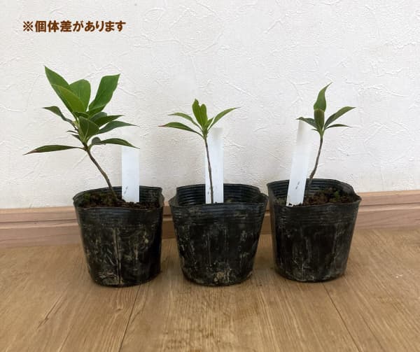 ホンコンドウダンツツジ：白花3.5号ポット