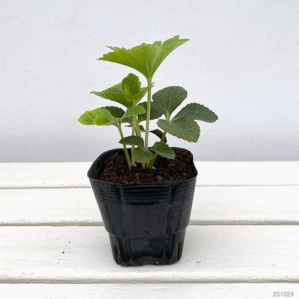 杉光園芸(杉山交配)さんのクリスマスローズ:ダブルゴールドネオンシェード3号ポット