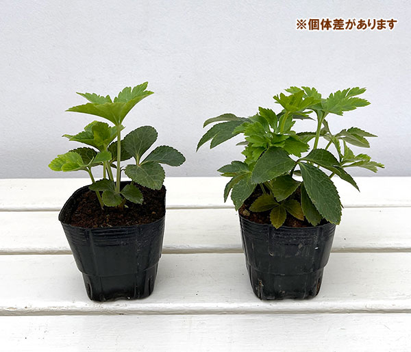 杉光園芸(杉山交配)さんのクリスマスローズ:ダブルゴールドネオンシェード3号ポット