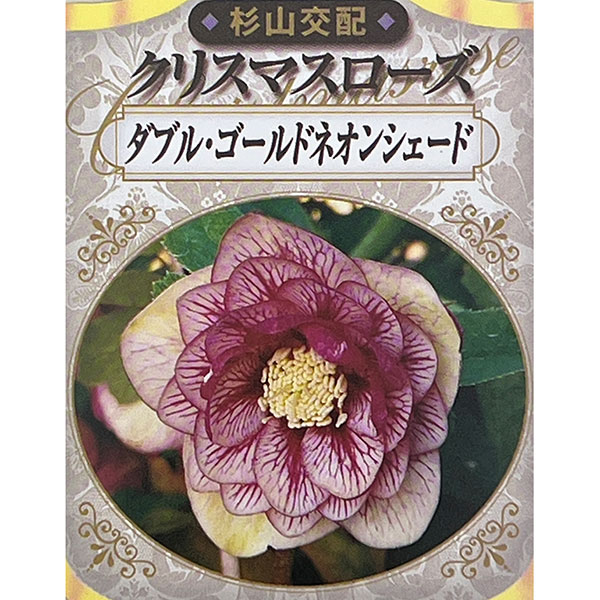 杉光園芸(杉山交配)さんのクリスマスローズ:ダブルゴールドネオンシェード3号ポット
