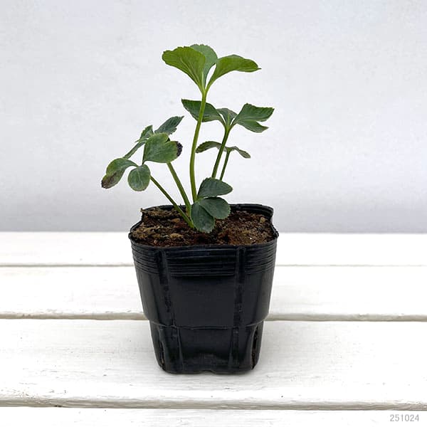 杉光園芸(杉山交配)さんのクリスマスローズ:ダブルブラック3号ポット