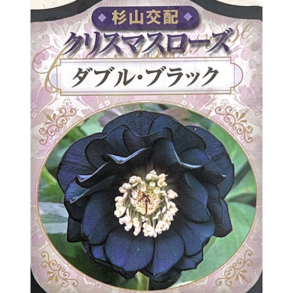 杉光園芸(杉山交配)さんのクリスマスローズ:ダブルブラック3号ポット