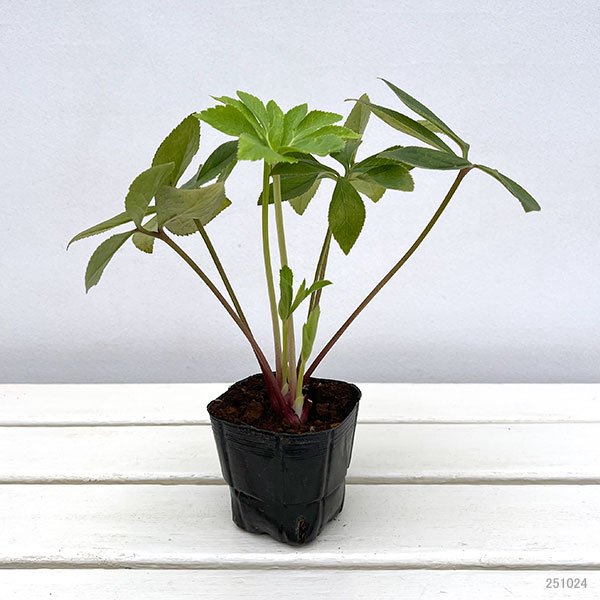 杉光園芸(杉山交配)さんのクリスマスローズ:シングルゴールドネオンシェード3号ポット