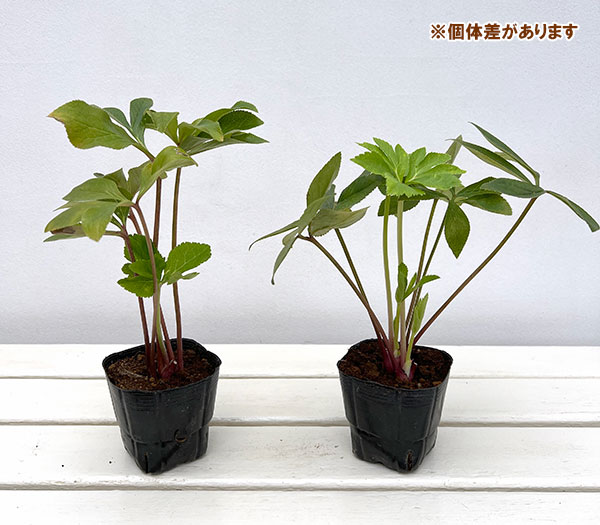 杉光園芸(杉山交配)さんのクリスマスローズ:シングルゴールドネオンシェード3号ポット