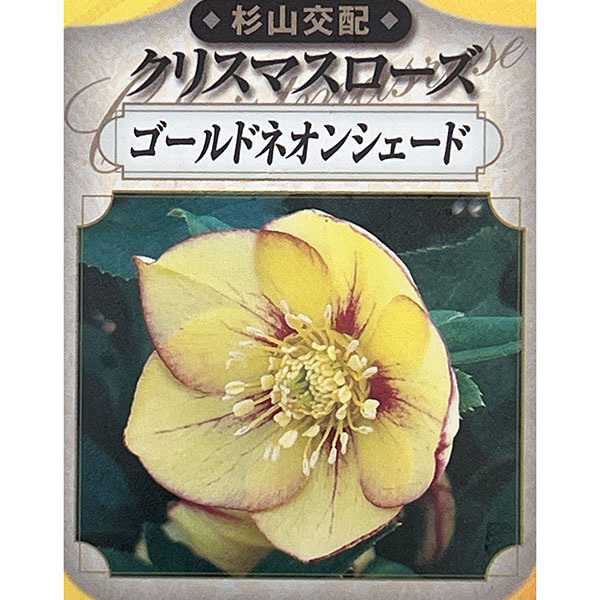 杉光園芸(杉山交配)さんのクリスマスローズ:シングルゴールドネオンシェード3号ポット