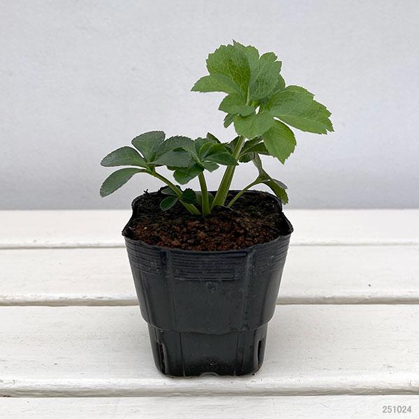 杉光園芸(杉山交配)さんのクリスマスローズ:シングルブラック3号ポット