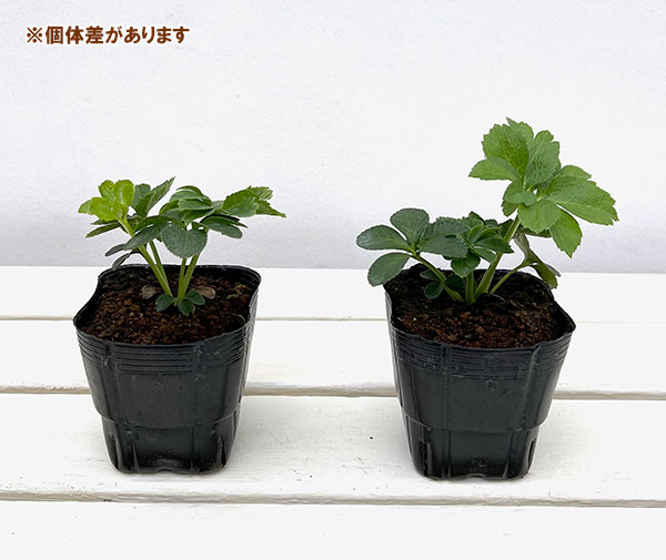 杉光園芸(杉山交配)さんのクリスマスローズ:シングルブラック3号ポット