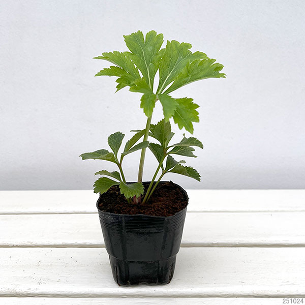 杉光園芸(杉山交配)さんのクリスマスローズ:シングルゴールド3号ポット