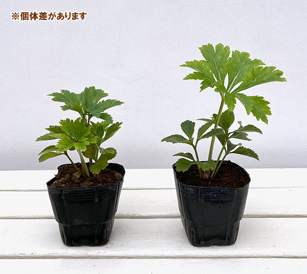 杉光園芸(杉山交配)さんのクリスマスローズ:シングルゴールド3号ポット