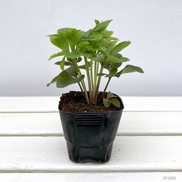 杉光園芸(杉山交配)さんのクリスマスローズ:ダブルゴールド3号ポット