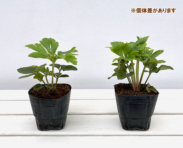 杉光園芸(杉山交配)さんのクリスマスローズ:ダブルゴールド3号ポット